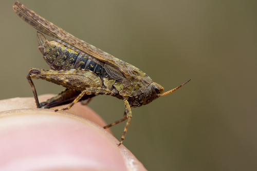 Slender Groundhopper, photo 4 of 10