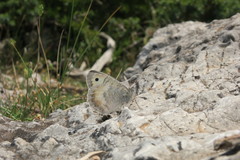 Pseudochazara graeca