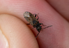 Peritrechus geniculatus