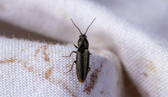 Dicronychus equiseti