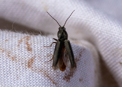 Dicronychus equiseti