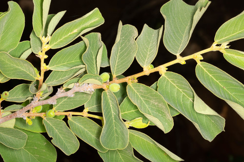 Bridelia mollis Hutch.