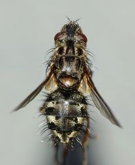 Peremptor modicus