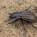 Golden-dimpled Ground Beetle - Photo (c) Sean Birk Bek Craig, some rights reserved (CC BY-NC-ND), uploaded by Sean Birk Bek Craig