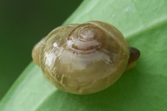 Helicarion perfragilis