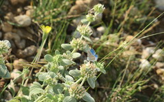 Polyommatus iphigenia