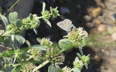 Polyommatus iphigenia