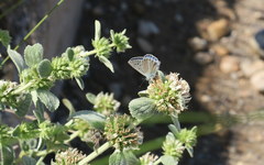 Polyommatus iphigenia