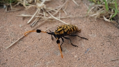 Aristobia approximator