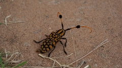 Aristobia approximator