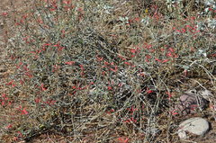 Justicia californica