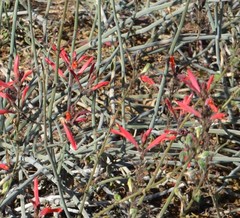 Justicia californica