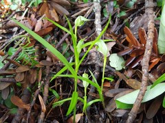 Pterostylis agathicola
