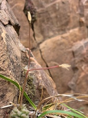 Anacampseros subnuda subnuda