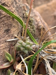 Anacampseros subnuda subnuda