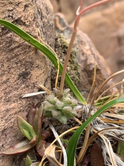 Anacampseros subnuda subnuda