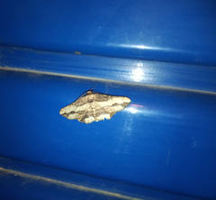 Menophra berenicidaria