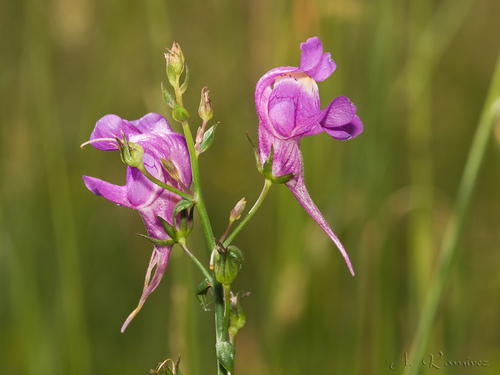 Three Birds Toadflax