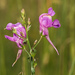 Three Birds Toadflax - Photo (c) Antramir, some rights reserved (CC BY-NC-ND)