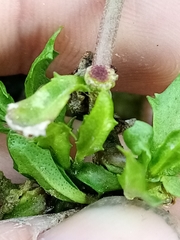 Centipeda cunninghamii