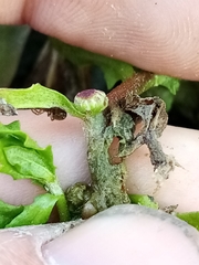 Centipeda cunninghamii