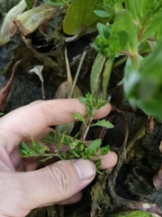 Centipeda cunninghamii