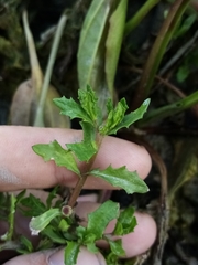 Centipeda cunninghamii