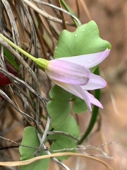 Xerophyta schlechteri