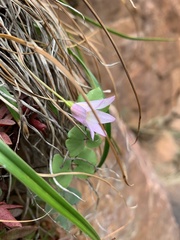 Xerophyta schlechteri