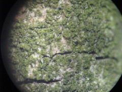 Scoliciosporum chlorococcum
