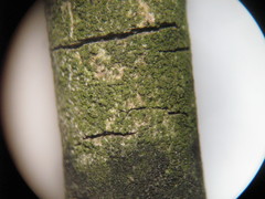 Scoliciosporum chlorococcum