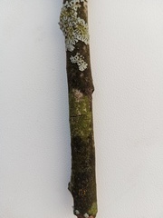 Scoliciosporum chlorococcum
