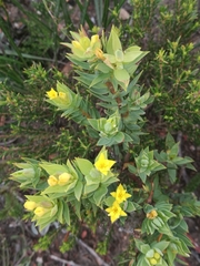 Gnidia styphelioides