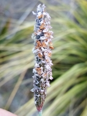 Alopecurus geniculatus