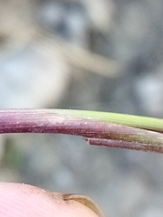 Alopecurus geniculatus