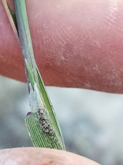 Alopecurus geniculatus