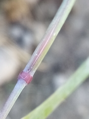 Alopecurus geniculatus