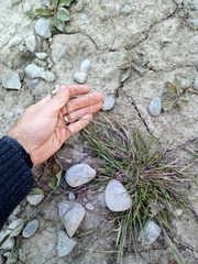 Alopecurus geniculatus