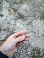 Alopecurus geniculatus