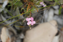Stylidium scandens
