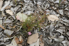 Stylidium scandens