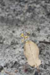 Stylidium luteum