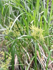 Cyperus dives