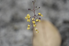 Stylidium luteum