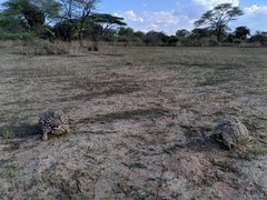 Stigmochelys pardalis