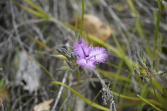 Thysanotus multiflorus