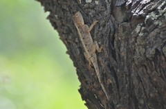 Agama kirkii