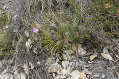Thysanotus multiflorus