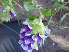 Psoralea fruticans