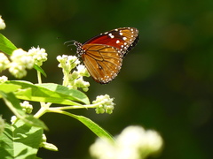 Danaus eresimus estevana